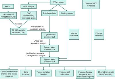 Establishment and validation of a ferroptosis-related prognostic signature for hepatocellular carcinoma